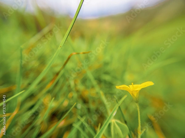 Fototapeta The tiny flower of the creeping woodsorrel blooming on a grass field, in a fam in the eastern Andean mountains of central Colombia, near the Iguaque natural reserve.
