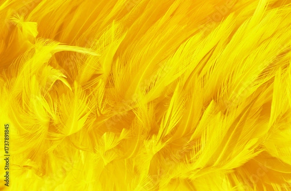 Fototapeta Beautiful yellow color bird feathers pattern texture background.