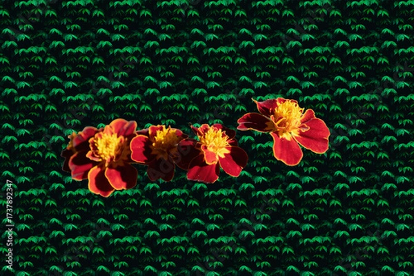 Fototapeta Vibrant Marigold Flowers on a Textured Surface