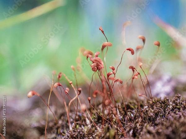 Fototapeta Moss calyptras growing in the soil of a garden, in the eastern Andean mountains of central Colombia, near the Iguaque natural reserve.