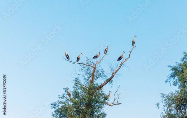 Fototapeta Storks often sit on trees in nature. Selective focus.
