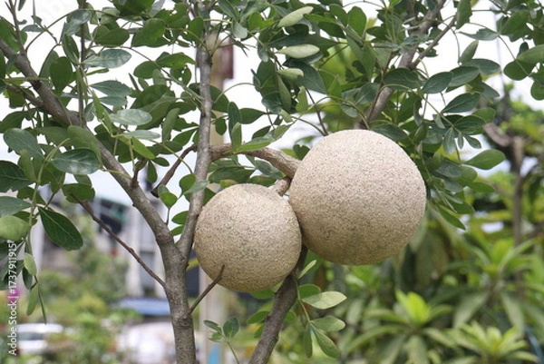 Fototapeta Wood-apple on tree in farm