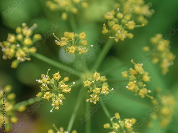 Fototapeta Top view of parsley flowers; wide angle macrophotography captured in a farm in the eastern Andean mountains of central Colombia, near the Iguaque natural reserve.