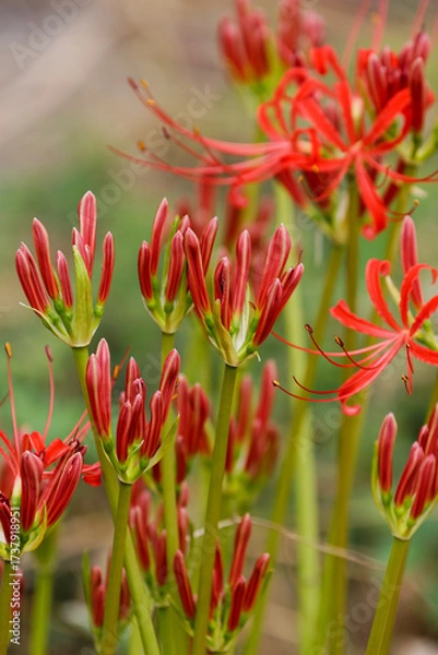 Fototapeta ヒガンバナの蕾02