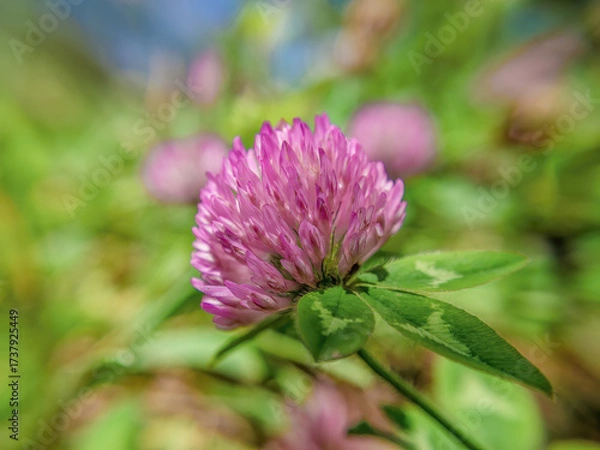 Fototapeta A red clover flower from the side, wide angle view captured in a farm in the eastern Andean mountains of central Colombia, near the Iguaque natural reserve.
