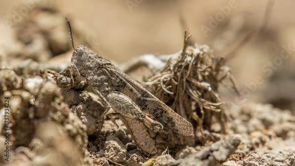 Fototapeta A well camouflaged spur-throated grasshopper on a gravel ground, in a forest in the eastern Andean mountains of central Colombia, near the village of Cucaita.