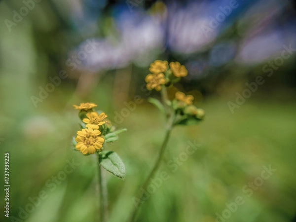 Fototapeta Tiny yellow asteraceae wildflowers on a farm field, wide angle macrophotography captured  in the eastern Andean mountains of central Colombia, near the Iguaque natural reserve.