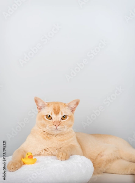Fototapeta A Burmese cat on a towel with a rubber ducky