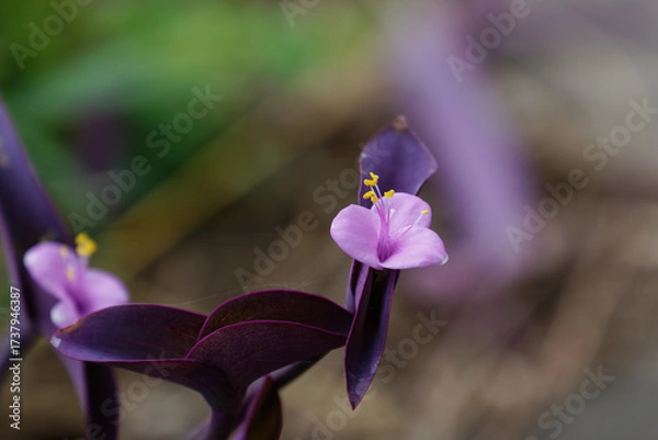 Fototapeta 初秋のムラサキツユクサ01