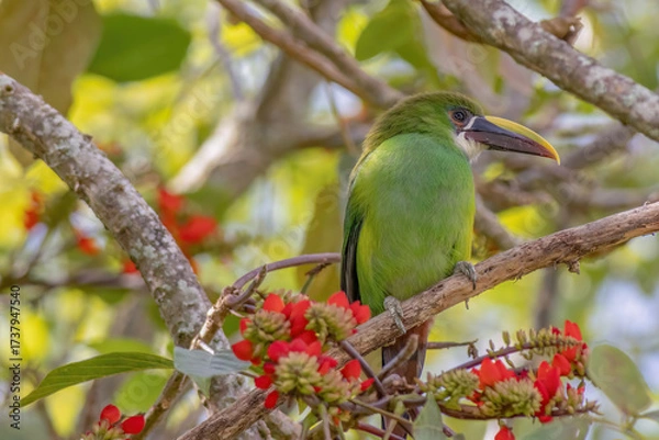 Fototapeta An exotic white-throated toucanet perched on an basul tree branch, illuminated by the afternoon light, in a farm in the eastern Andean mountains of central Colombia.