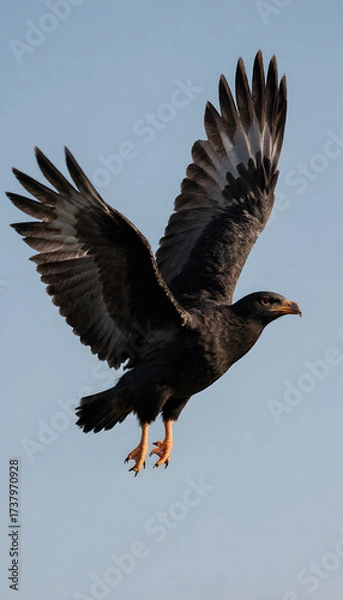 Fototapeta Black hawk soaring in the sky symbolizing bird migration  