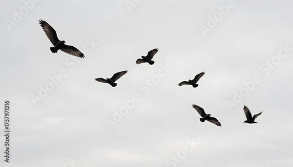 Fototapeta Flock of birds flying together in the sky representing Bird migration  