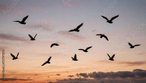 Fototapeta Flock of birds flying at sunset illustrating the concept of bird migration  