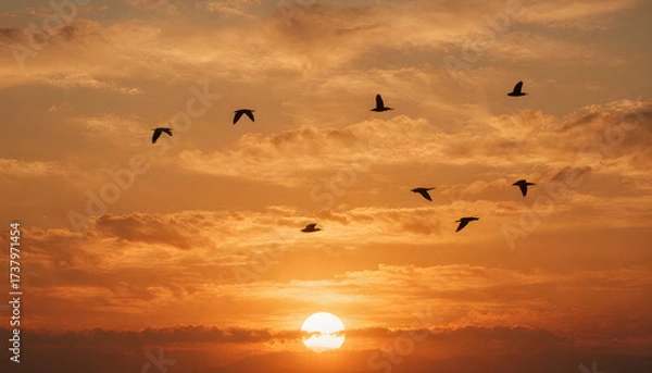Fototapeta Flock of birds flying across sunset sky during bird migration  
