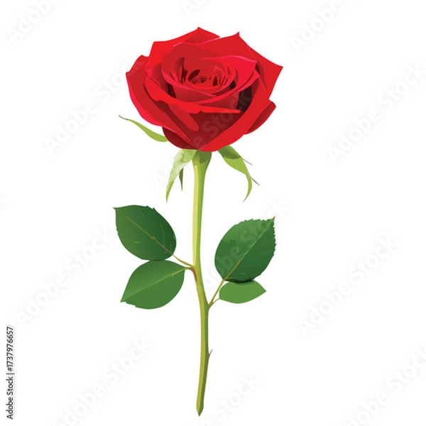 Fototapeta Single red rose with green leaves on white background vector illustration flower