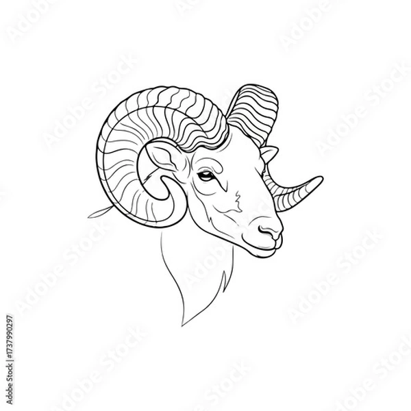 Fototapeta Detailed Line Art of a Rams Head with Curled Horns.