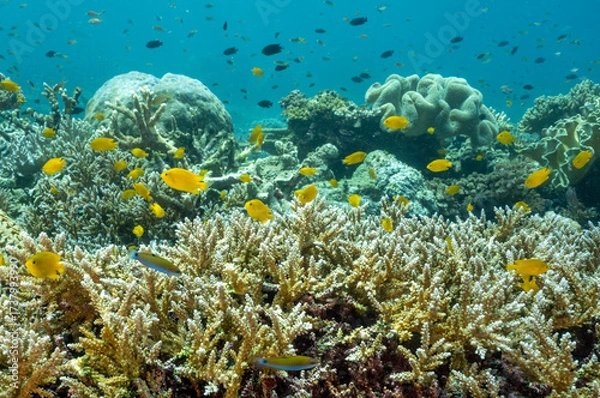 Fototapeta Lemon damsels, Pomacentrus moluccensis,sheltering in branching acropora stony corals Raja Ampat Indonesia.