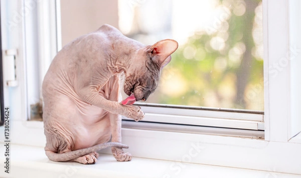 Fototapeta An Egyptian Sphynx cat licks his lips after a delicious dinner. Bald cat close-up licks its paw.