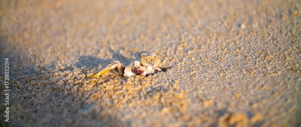 Fototapeta A crab on the beach is running on the white sand. Exotic animals in the resorts of tropical islands. The concept of a beach holiday in the tropics.