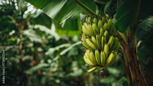 Obraz Vertical bunch of unripe bananas hanging in tropical farm surrounded by greenery
