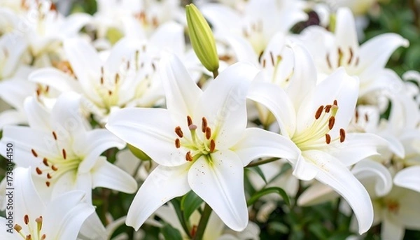 Obraz Close-up of many white lilies in bloom