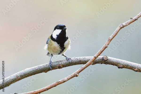 Obraz ことらを向いているシジュウカラの雌