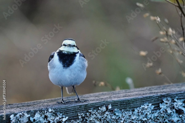 Obraz こちらを向いているハクセキレイ