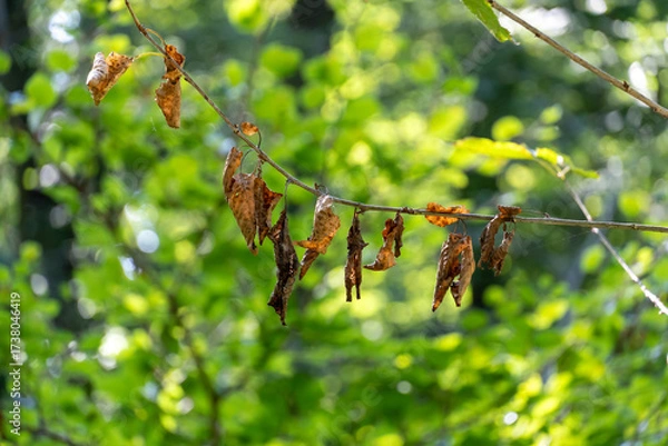 Fototapeta A bunch of caterpillars are hanging from a tree branch