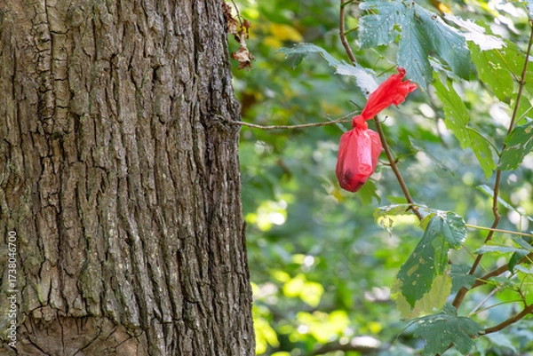 Fototapeta A red bag is hanging from a tree branch