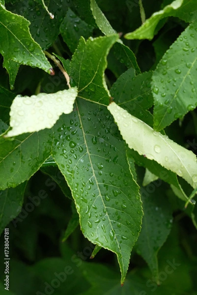 Fototapeta A leaf is covered in raindrops, giving it a fresh and vibrant appearance