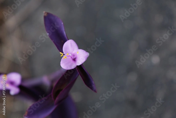 Fototapeta 初秋のムラサキツユクサ02