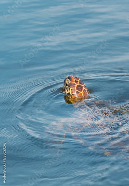 Obraz Sea turtle swimming