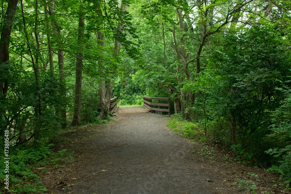 Obraz Forest walkway