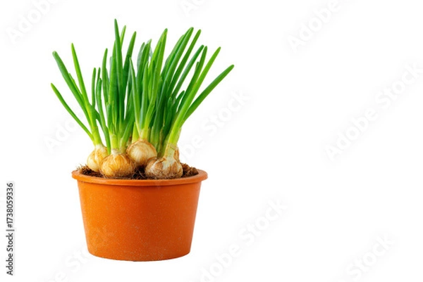 Fototapeta green onion growing in flower pott. The plant is in a small pot and is placed on a white background, png