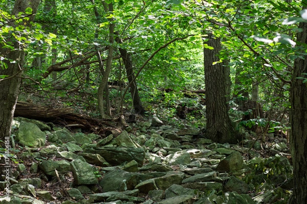 Obraz Forest pathway