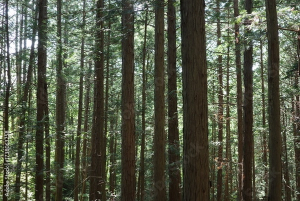 Obraz 夏のヒノキ林は、真っ直ぐに伸びた幹と涼しげな緑の葉が印象的。木漏れ日が差し込み、清々しい香りが漂う静かな森です。