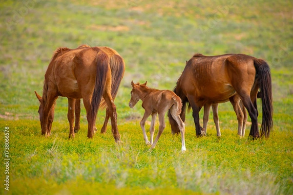 Fototapeta A herd of horses graze in the meadow in summer, eat grass, walk and frolic. Pregnant horses and foals, livestock breeding concept.