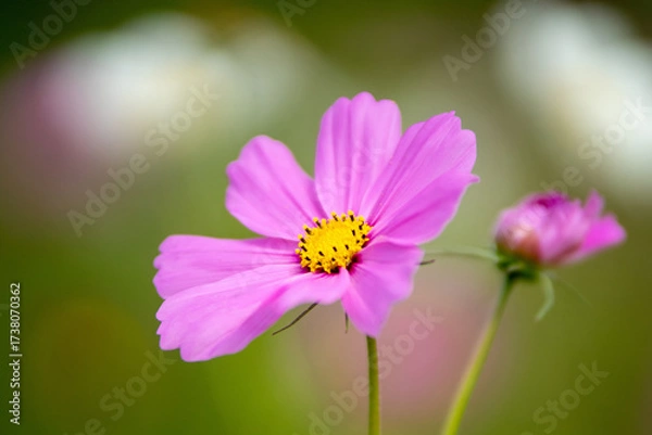 Fototapeta コスモスの花