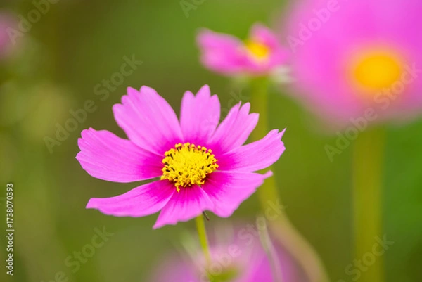 Fototapeta コスモスの花