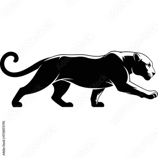 Fototapeta Black panther walking, side view, isolated on white background