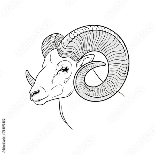 Fototapeta Ram head sketch with large curved horns, side profile