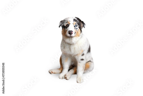 Fototapeta Aussie Australian Shepherd dog in blue marble color and different eye color sits isolated on transparent or white background