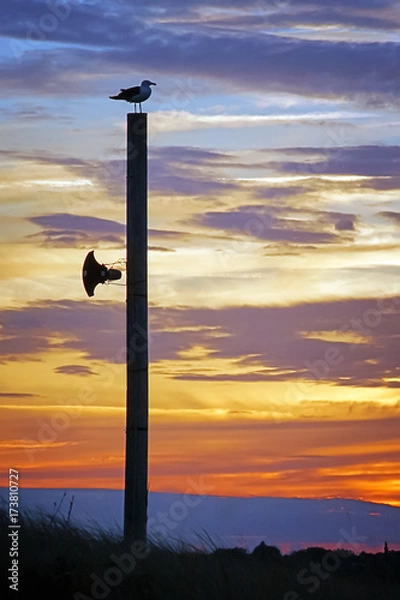 Fototapeta Loudspeaker and Gull in Opposition
