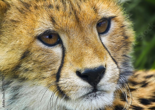 Fototapeta Cheeta Cub