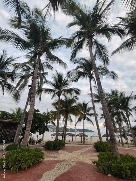 Fototapeta palm trees on the beach