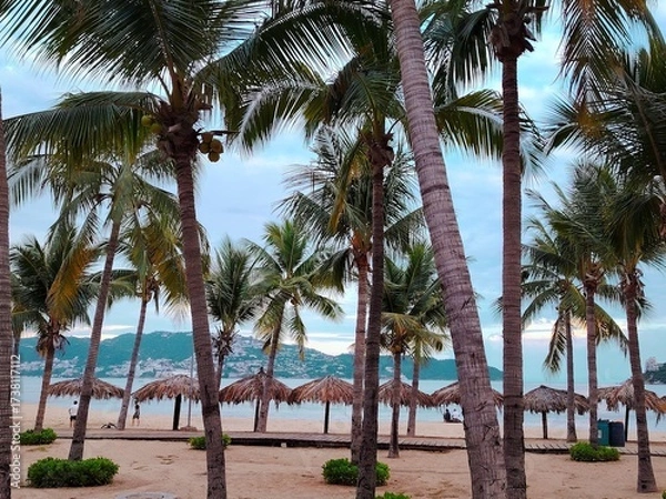 Fototapeta palm trees on the beach