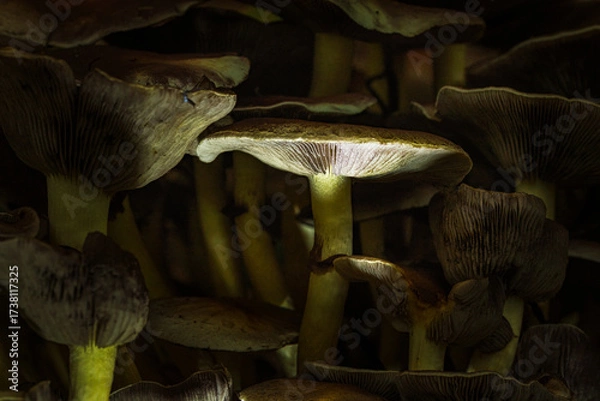 Fototapeta Close-up of forest mushrooms in autumn in the Taunus