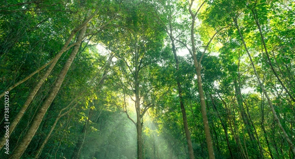 Fototapeta Green trees in forest capture CO2. Natural carbon sink fight climate change. Sustainability in carbon-neutral ecosystems. Green and sustainable environment. Natural carbon capture. Carbon credit.