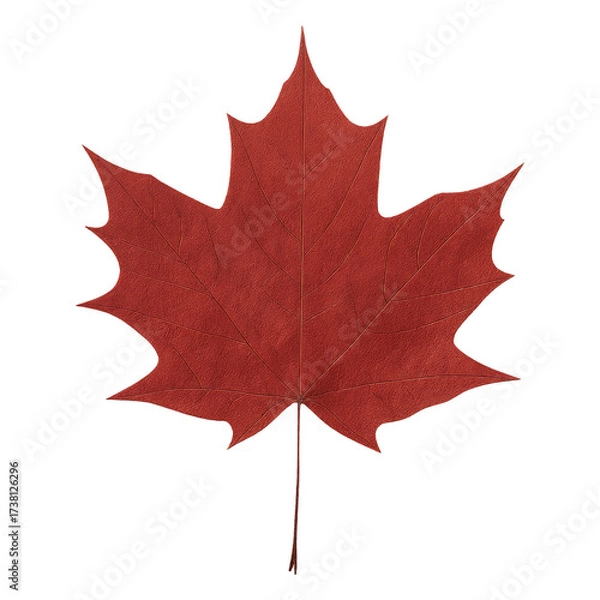 Fototapeta Real photo of single red maple leaf with transparent background