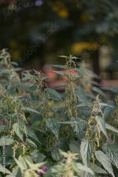 Fototapeta Common nettle has a long history of use as a source for traditional medicine, food, tea, and textile raw material.